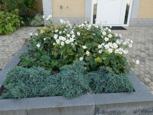 Bloembak aan de voordeur bij Vakantievilla Eb en Vloed 7