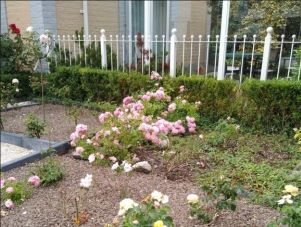 Hek met rozen in de voorruin van Vakantievilla Eb en Vloed 7